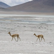 Deserto de Atacama e Salar de Uyuni