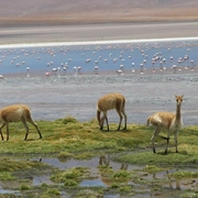 Deserto de Atacama e Salar de Uyuni