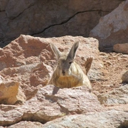 Deserto de Atacama e Salar de Uyuni