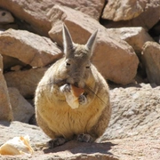Deserto de Atacama e Salar de Uyuni